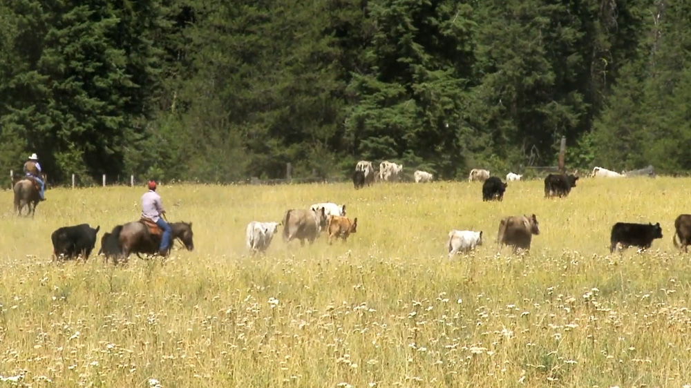 Bull Hill Cattle Ranch