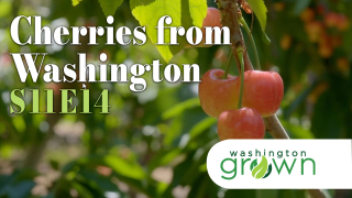 Cherries from Washington