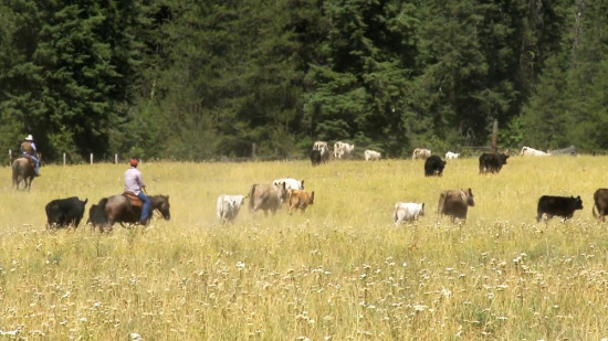Bull Hill Cattle Ranch